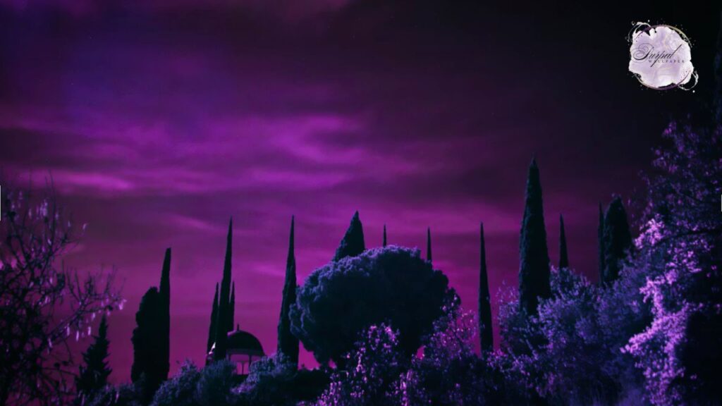 Purple Wallpaper
