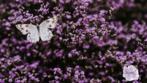 Purple Butterfly Wallpaper