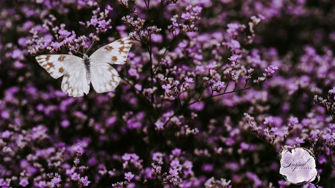 Purple Butterfly Wallpaper