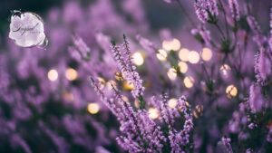 Transform Your Space With Cute Purple Wallpaper